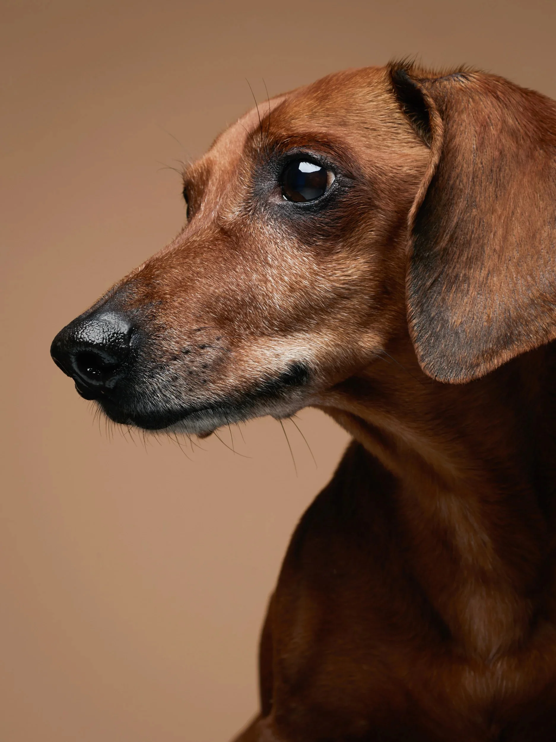 Elegant profile of a brown Dachshund.